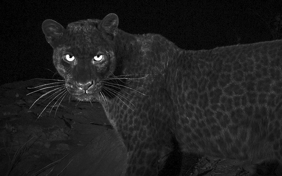 En sort leopard er fanget på kamera for første gang i 100 år