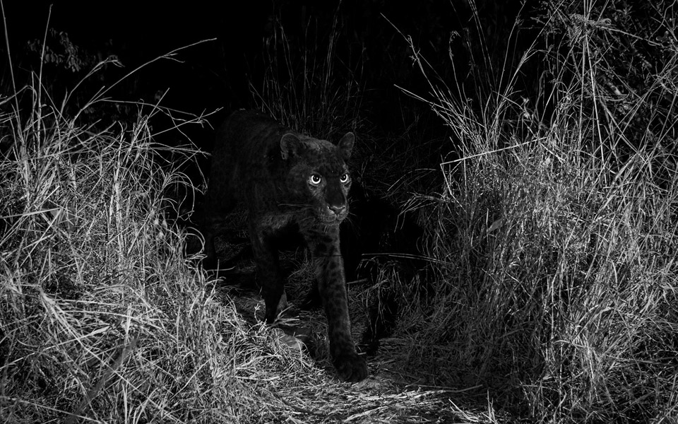 En sort leopard er fanget på kamera for første gang i 100 år