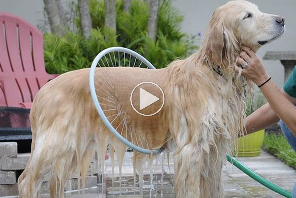 Woof Washer 360