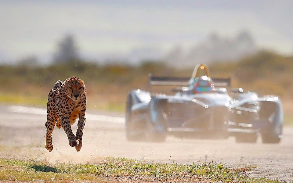Hvem er hurtigst - En Formel E Racer eller en Gepard?