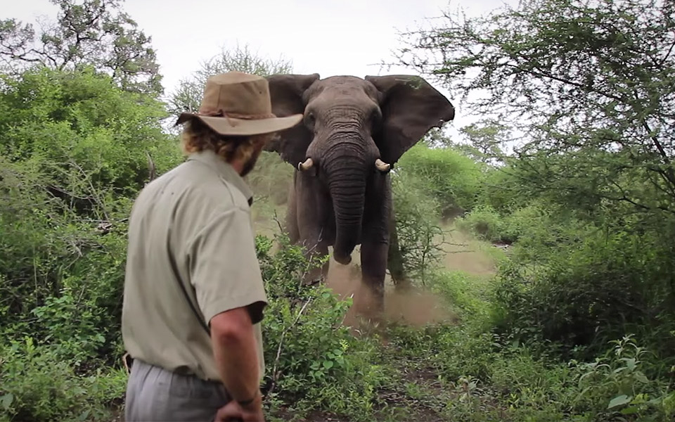 Elefant farer til angreb mod modig guide - han flytter sig ikke en centimeter