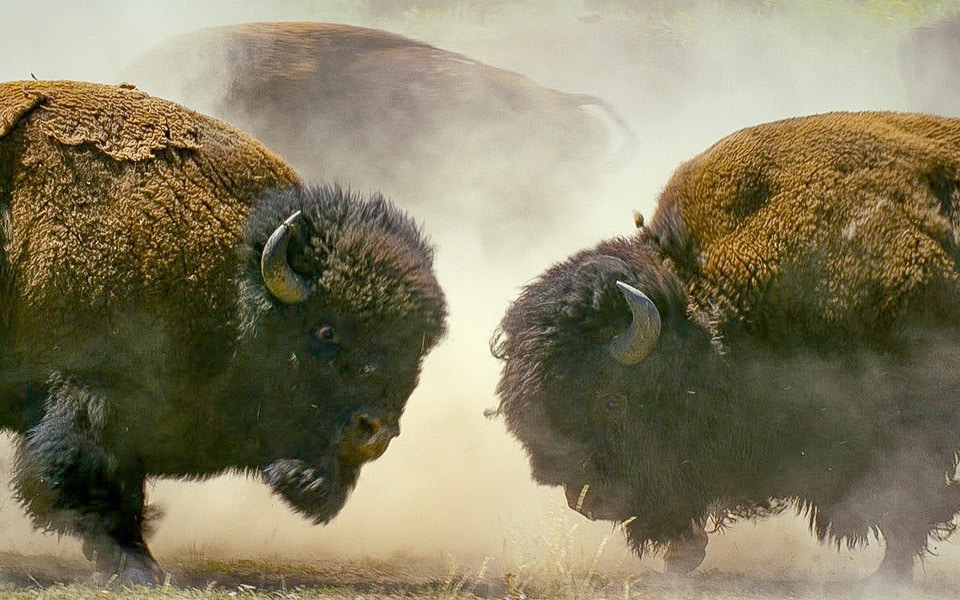 To bisonokser kæmper om magten - vinderen får adgang til et harem med 50 hunner