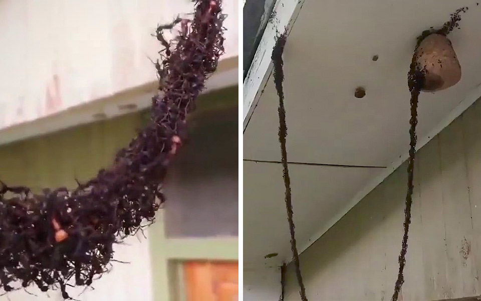 Myrer bygger imponerende bro for at angribe hvepsebo