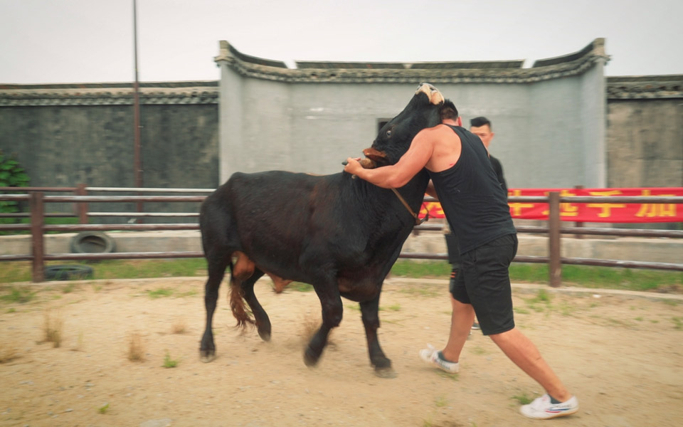 I Kina er Kung Fu tyrefægtning en rigtig sport