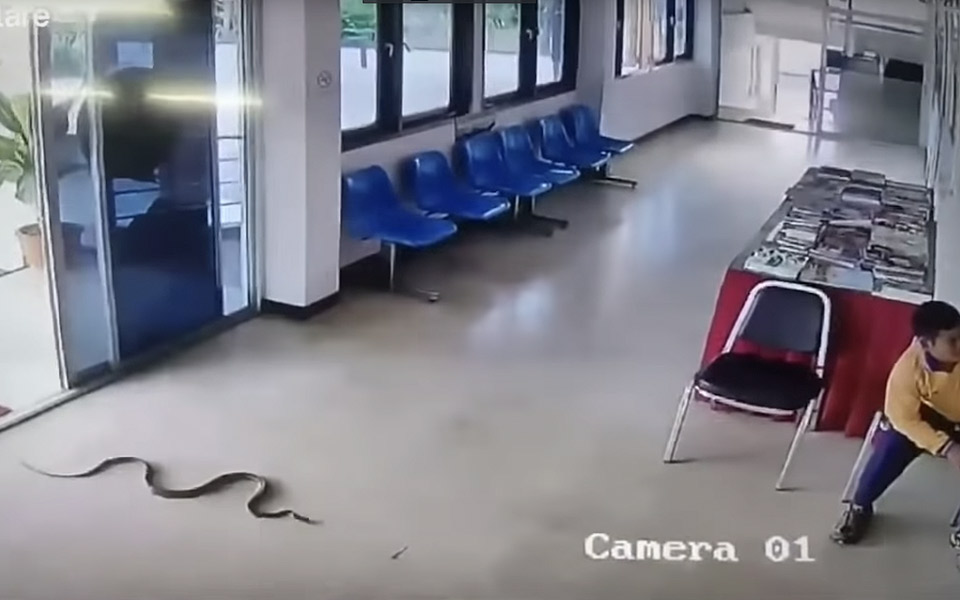 Mand venter på politistationen, da han pludselig bliver angrebet af slange