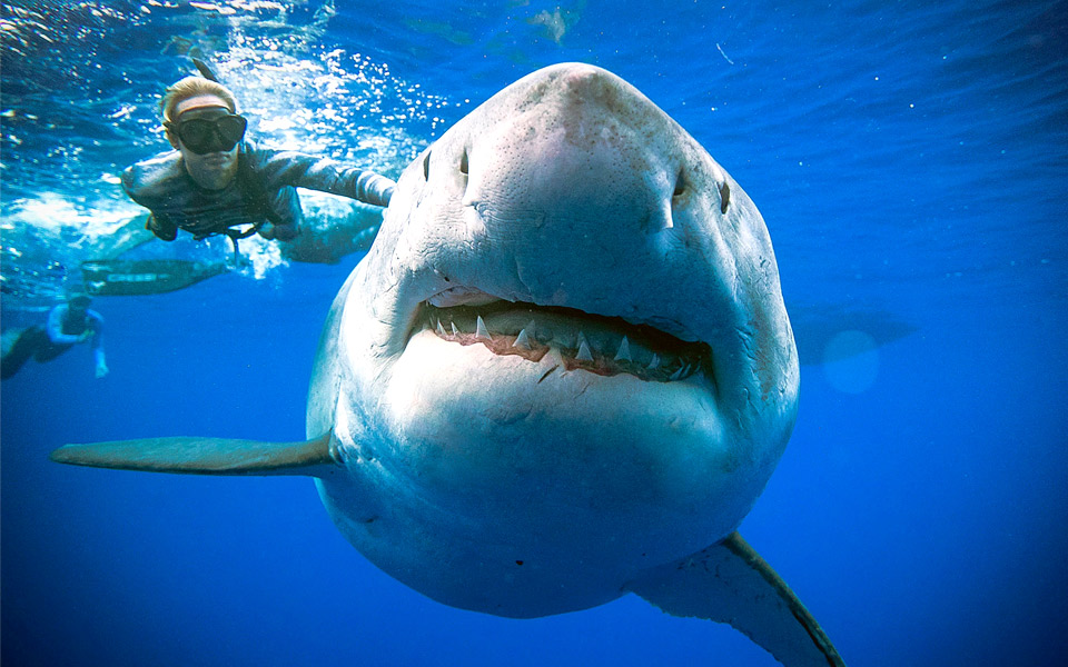 Fridykkere svømmer med verdens største hvide haj