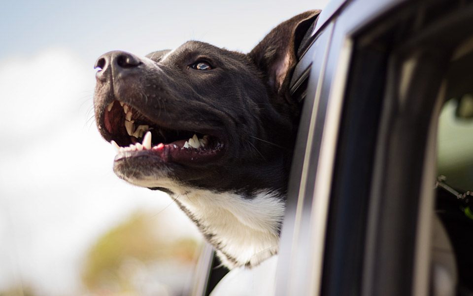 Teslas nye Dog Mode beskytter hunde efterladt i bilen