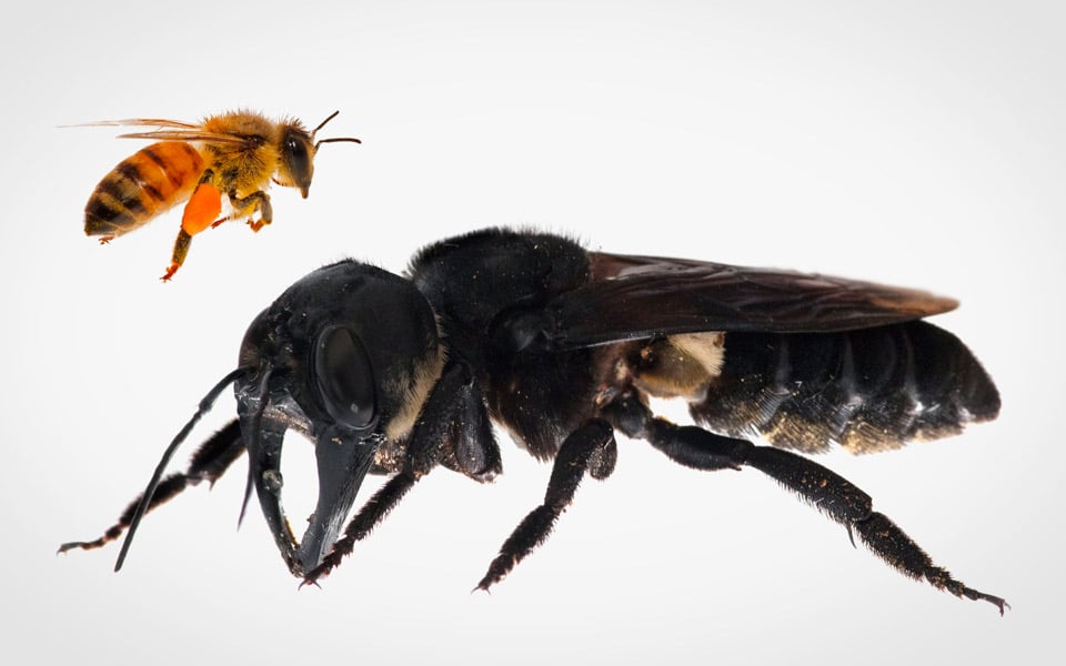 Verdens største bi er fanget på kamera for første gang i 38 år