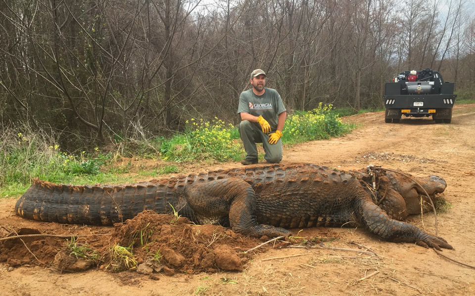 Kæmpe alligator er så stor, at folk tror den er fake