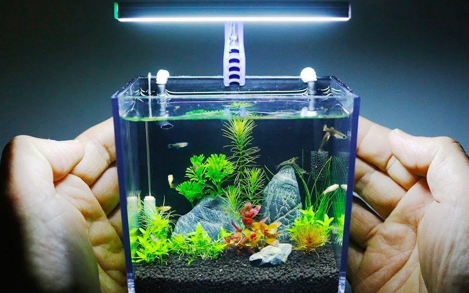 Snedig fyr forvandler GoPro-indpakningen til et sejt akvarie