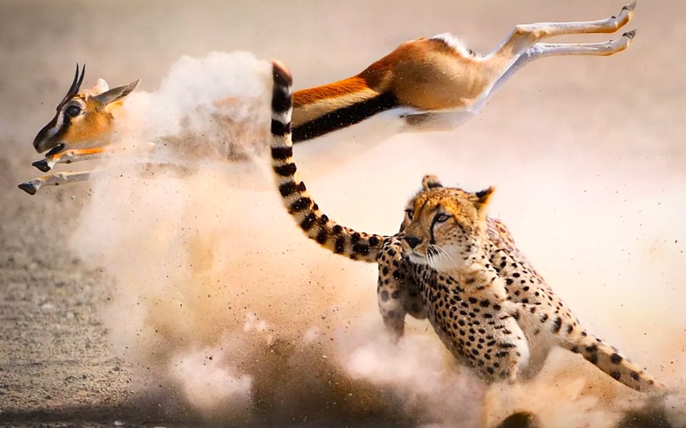 Fantastisk klip fra Our Planet viser gepardens jagt