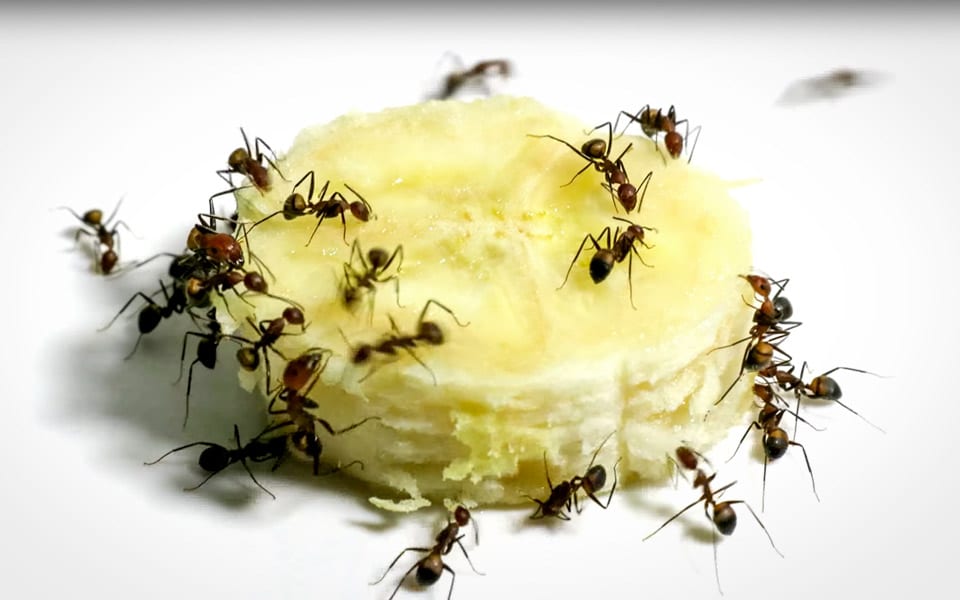 Hvor hurtigt kan en hær af myrer spise en skive banan?