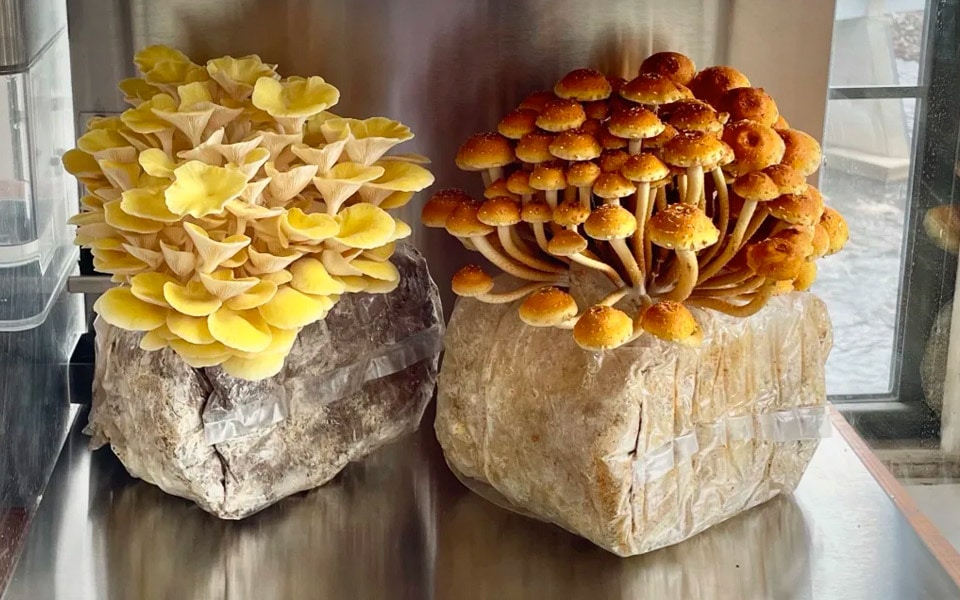 Mella er en Smart Garden til svampe