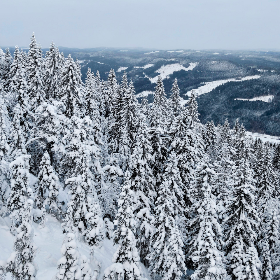 Tæt nåleskov i Branäs helt dækket af hvid vinter-sne under en overskyet himmel.